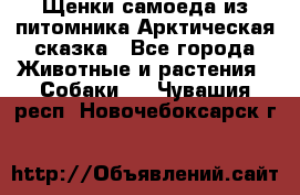 Щенки самоеда из питомника Арктическая сказка - Все города Животные и растения » Собаки   . Чувашия респ.,Новочебоксарск г.